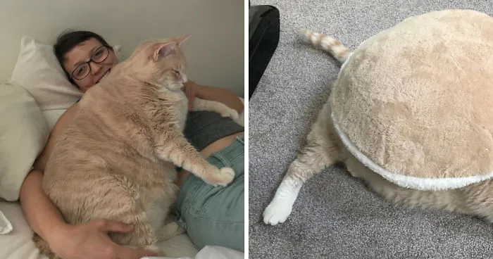 We Fell In Love With This 33-Pound Cat, So We Decided To Adopt Him And Start His Weight Loss Journey