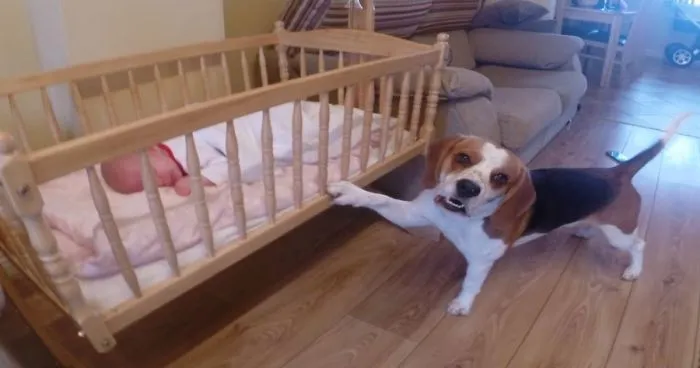 Dog Rocking Baby To Sleep