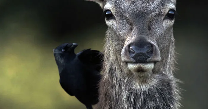 Man & Beast: The Deer Of Richmond Park