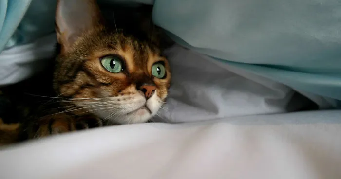 Molly Chan, The Bengal With The Shining Eyes