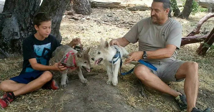 When Children Saw A Pack Of Wolf Ambassadors Their Reaction Was Priceless