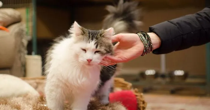 "Cat Care Community" - Who Are We?