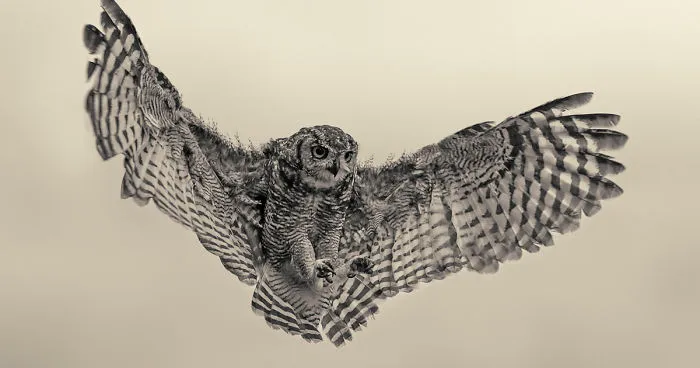 Spotted Eagle Owl Photographed At Eagle Encounters