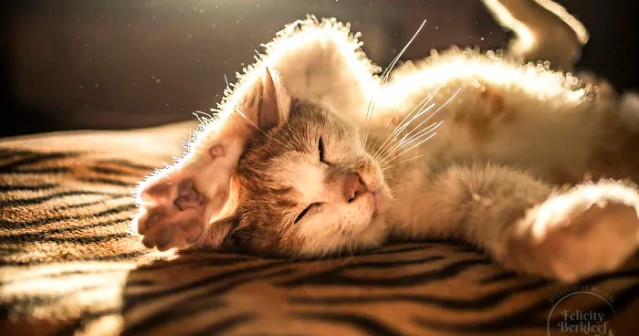 Cats Are The Best Subjects To Photograph And I Will Show You Why