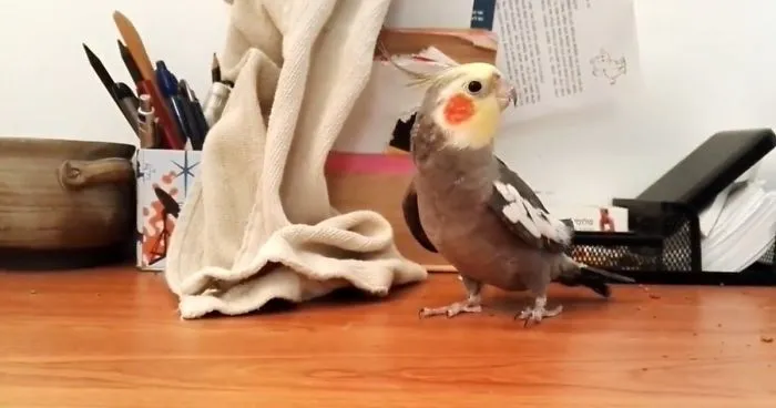 Cutest Singing Parrots - The Most Talented Parrots