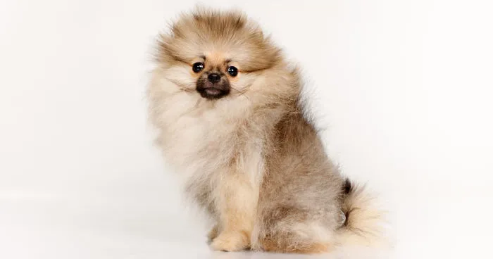 I Photographed A Small Dog, Helena