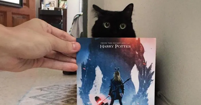 Photographer Follows Cats Around To “Insert” Them Behind Famous Movie Posters, And The Result Is Purrfect
