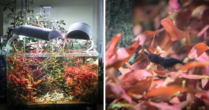I Invented A New Style Of Aquarium Design With Only Red Plants