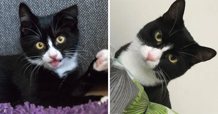 Cat With 100 Faces