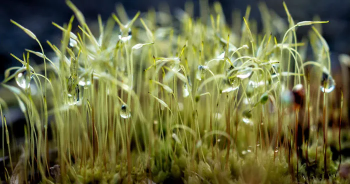 My Dad Captures The Beauty And Wonders In Tiny Things
