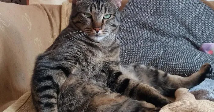 Enjoy Koulis The Cat, Sitting Like Human And Looking Good Is What He Is Best At!