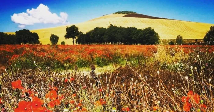 Amazing Italy From Mobile Phone