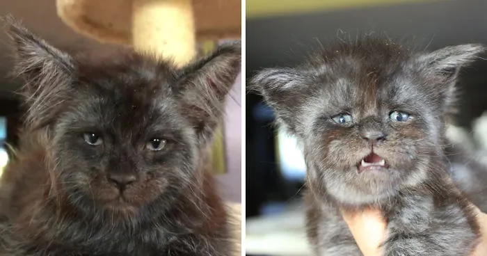 Este gato se vuelve viral por su cara casi humana, y no te la podrás quitar de la cabeza