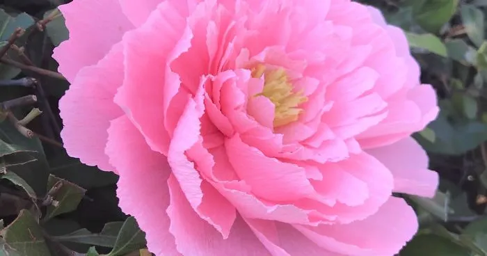 I Made This Peony Using Crepe Paper