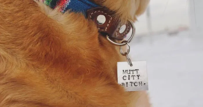 You Need These Salty, Sweet And Spicy Pet Id Tags