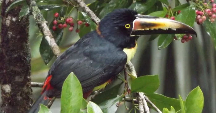Crazy Animals We Saw In South America (Part 2)