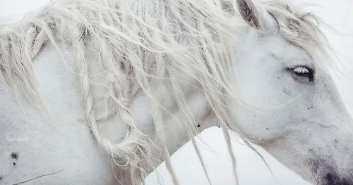 Capturing Wild Horses Made Me Realize How Fragile Freedom Is