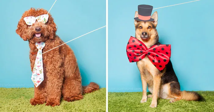 Hilarious Dogs In A Photo Booth (With Funny Props!)
