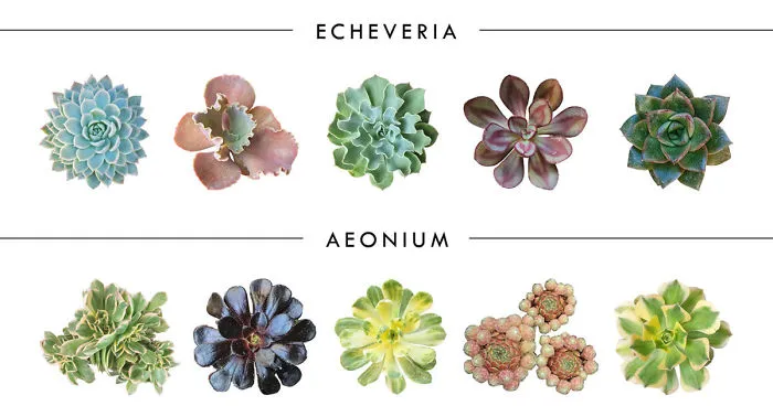 10 Different Genuses Of Succulents