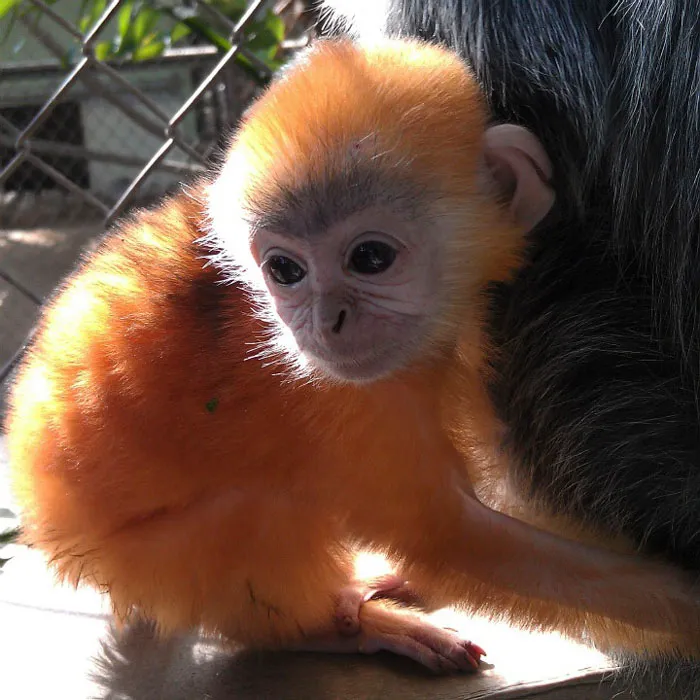 Langur Monkey's Baby Color