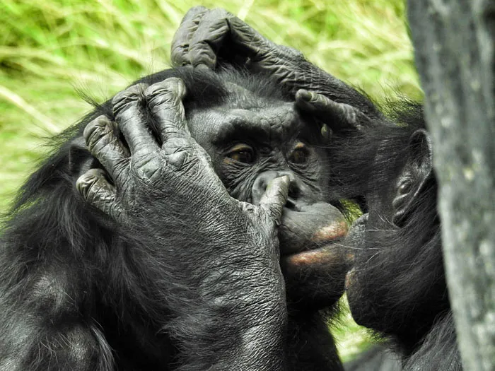 Our Closest Genetic Relative