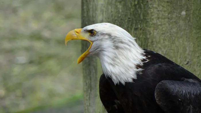 Unexpected Bald Eagle's Vocalization