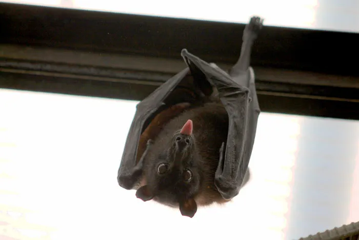 Bat's Population