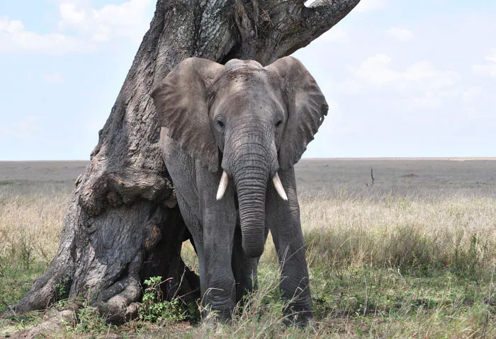 Self-Aware Elephants
