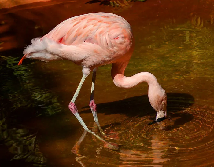 Flamingo's Joints