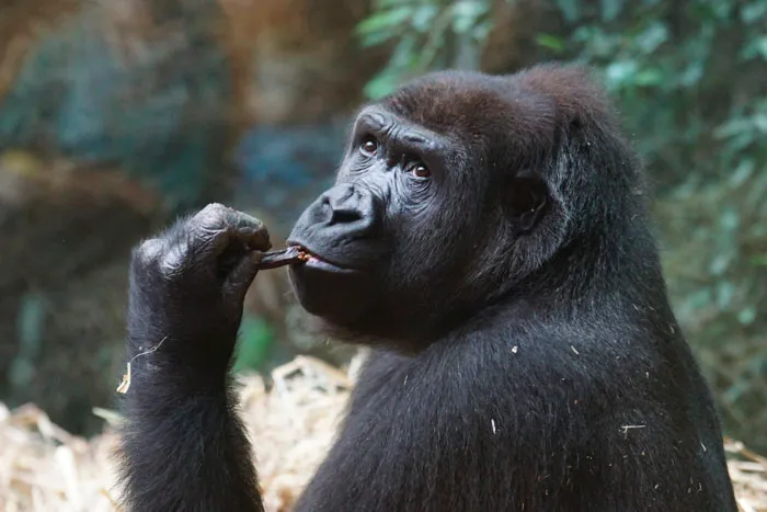 Gorilla's Soap Opera