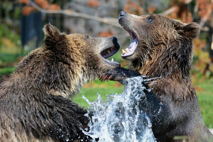 Grizzlies Vs. Brown Bears