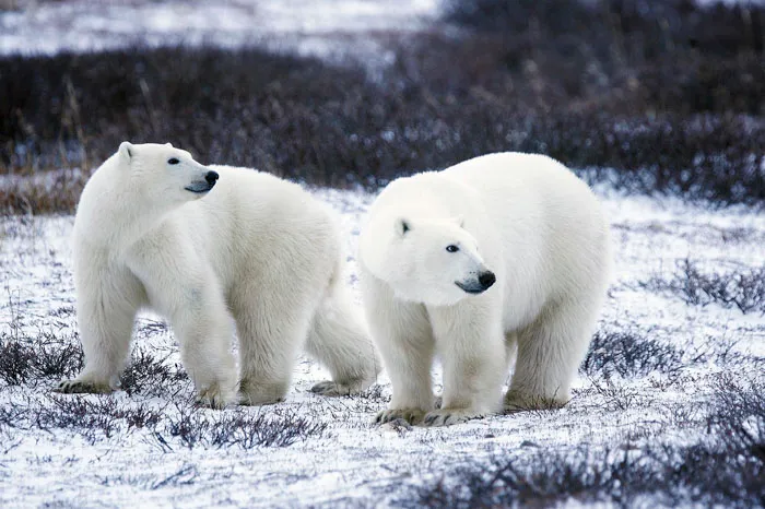 Polar Bears' Fur Color