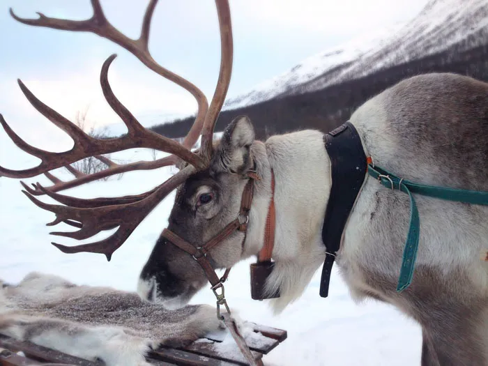 The Truth About Santa's Reindeers