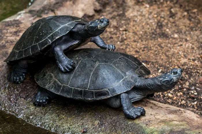 Very Noisy Tortoises