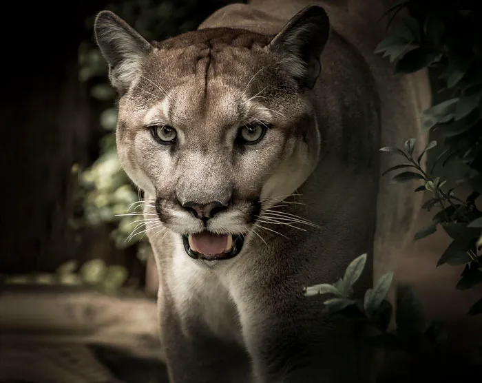  Purring And Roaring Cats