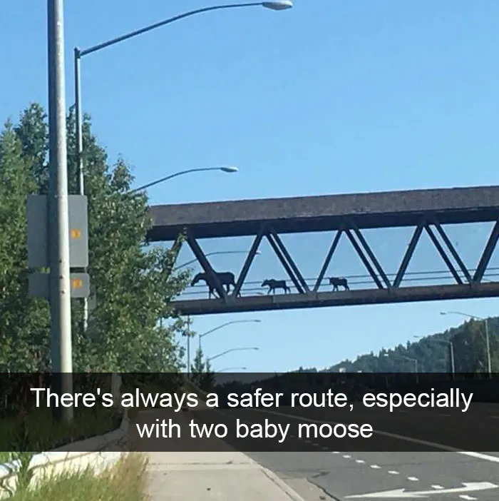 50 Funny Animal Snapchats That Will Leave You With The Biggest Smile