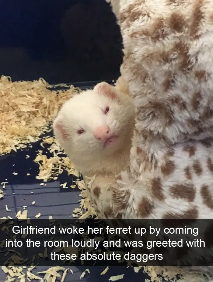 50 Funny Animal Snapchats That Will Leave You With The Biggest Smile