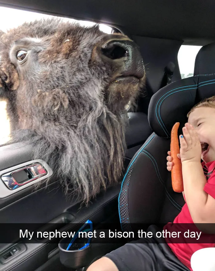 Animal Snaps