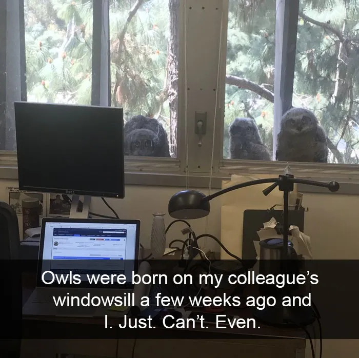 50 Funny Animal Snapchats That Will Leave You With The Biggest Smile