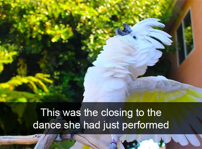 Animal Snaps