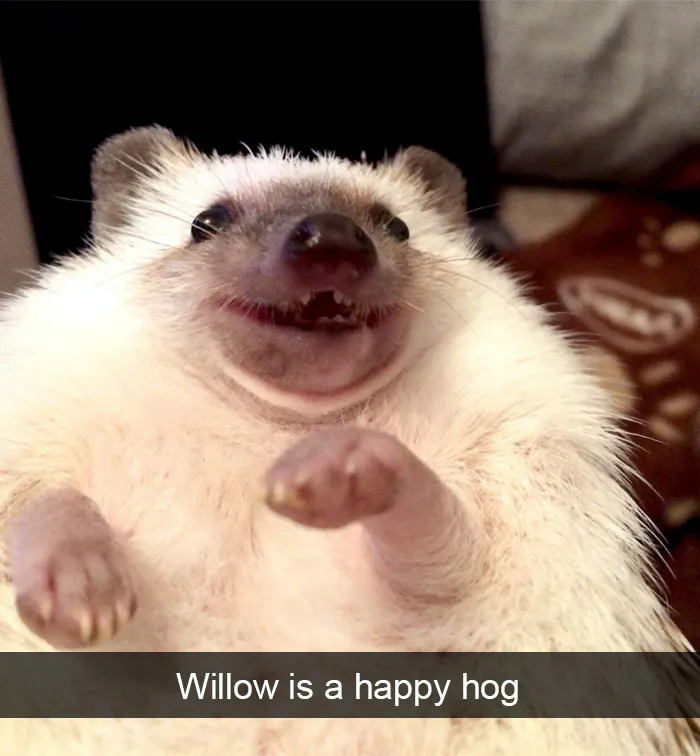 Animal Snaps