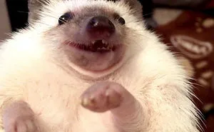 50 Funny Animal Snapchats That Will Leave You With The Biggest Smile