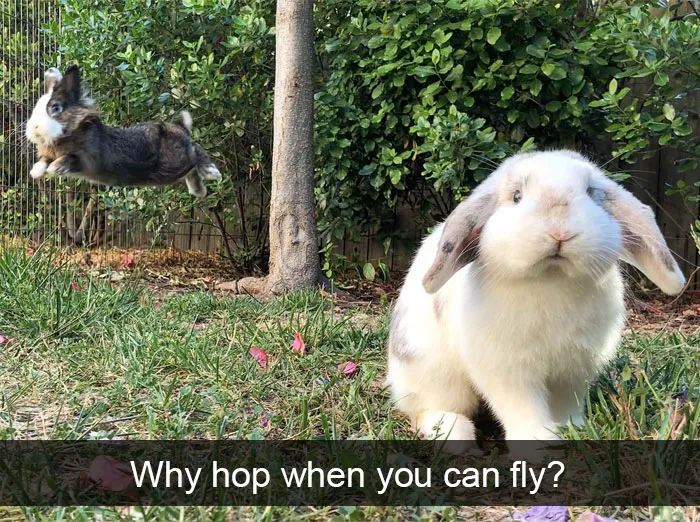 Animal Snaps