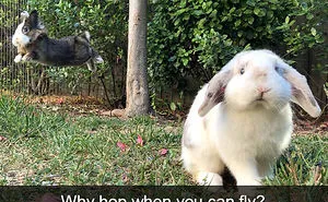 50 Funny Animal Snapchats That Will Leave You With The Biggest Smile