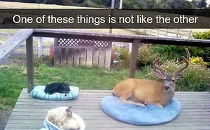 50 Funny Animal Snapchats That Will Leave You With The Biggest Smile