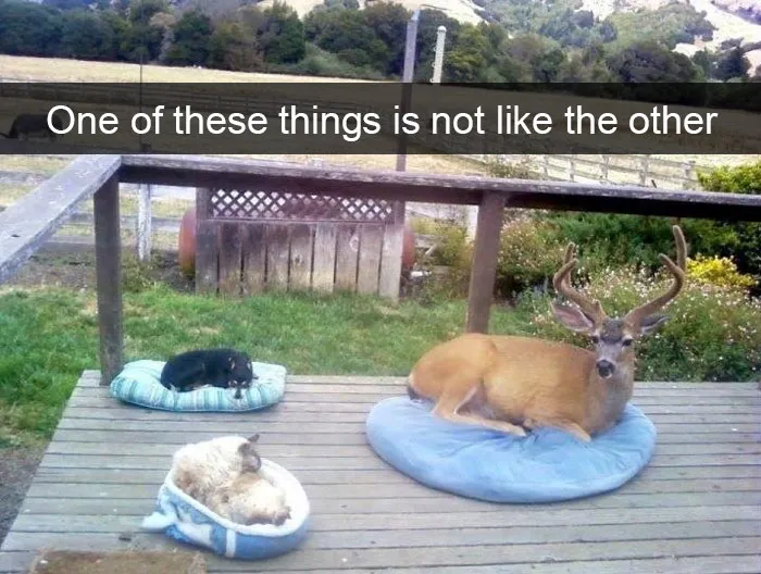 Animal Snaps