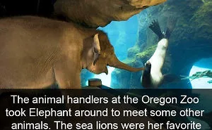 50 Funny Animal Snapchats That Will Leave You With The Biggest Smile