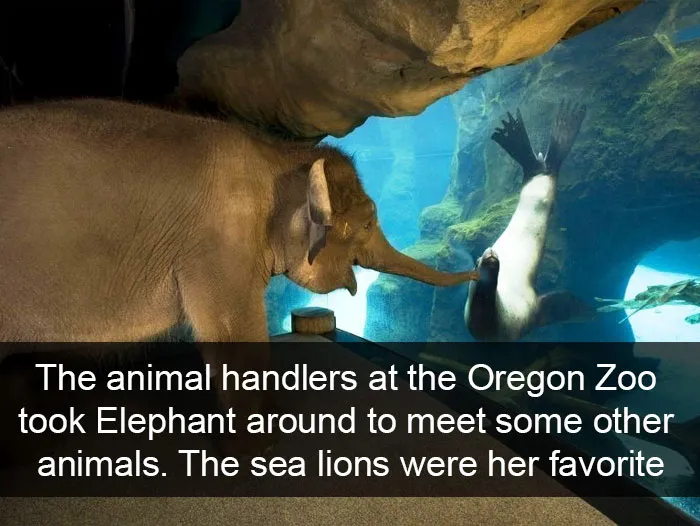 50 Funny Animal Snapchats That Will Leave You With The Biggest Smile