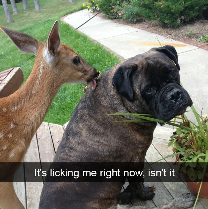 50 Funny Animal Snapchats That Will Leave You With The Biggest Smile
