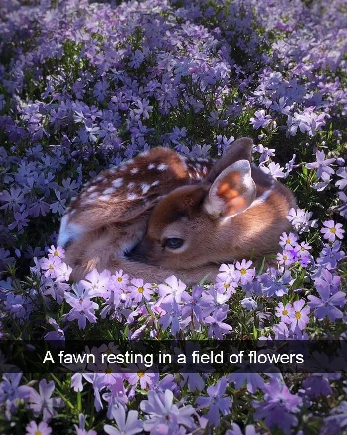 50 Funny Animal Snapchats That Will Leave You With The Biggest Smile